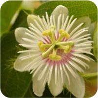 Passiflora var. hibiscifolia