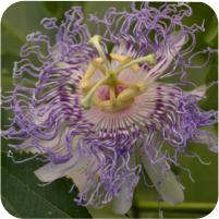 Passiflora incarnata