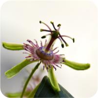 Passiflora miniata coccinea