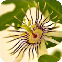 Passiflora incarnata f. alba