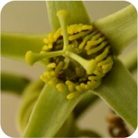 Passiflora coriacea