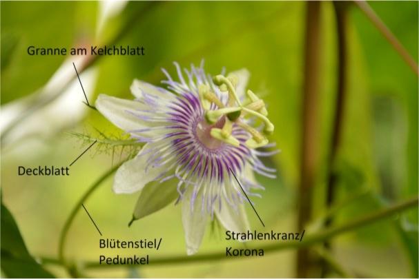Passiflora Korona Granne Kelchblatt