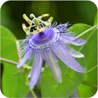Passiflora Blue Stripper