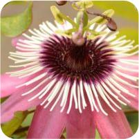 Passiflora x violacea atropurpurea