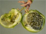 Passiflora Stratifikation